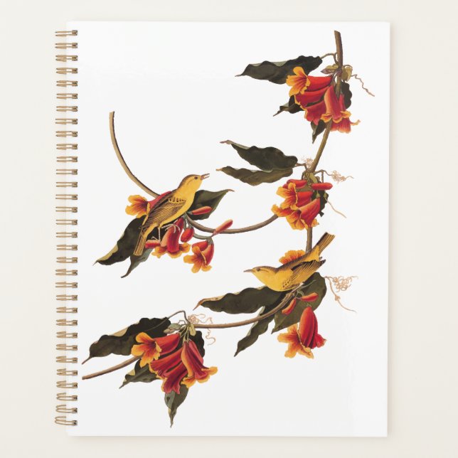 Paruline jaune Songbirds sur Flower Crossvine (Devant)