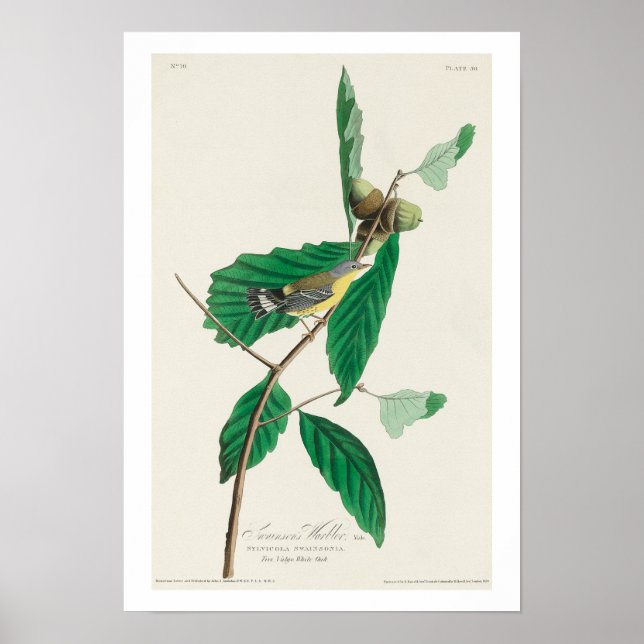 Paruline noire et jaune par Audubon Poster (Devant)