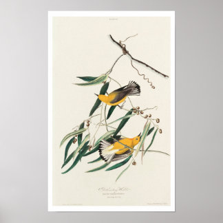 Paruline protonotaire par Audubon Poster