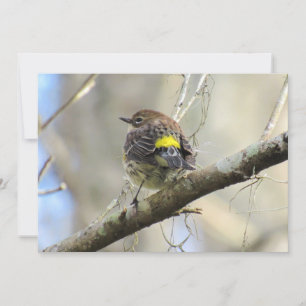 Paruline rayée jaune - Oiseau Jardin - Carte plate