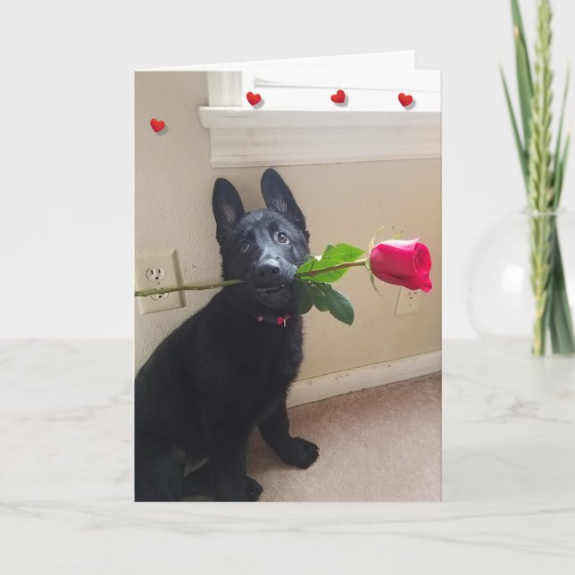 Pas d'amour chiot avec la carte Valentine Rose rou (Devant)