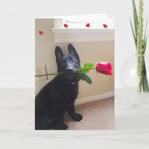 Pas d'amour chiot avec la carte Valentine Rose rou