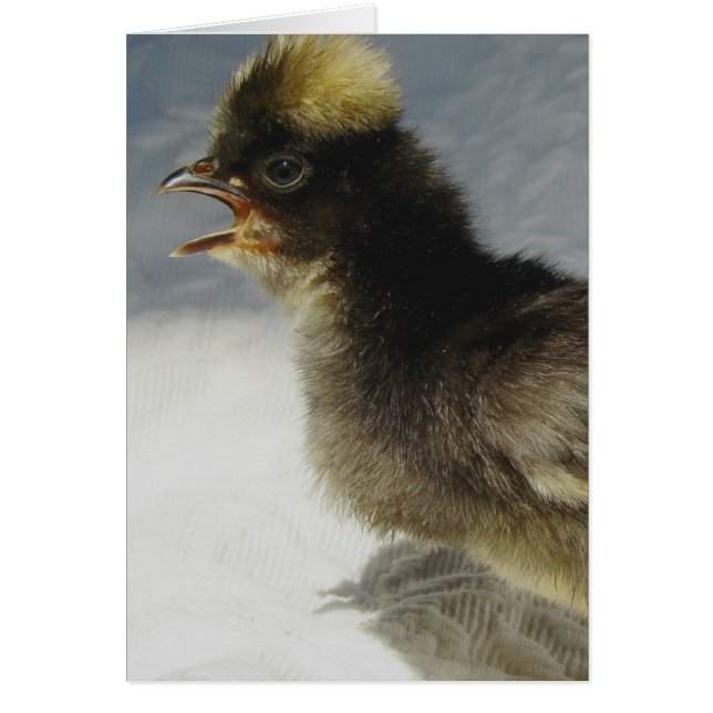 Pas de photos s'il vous plaît (Devant)