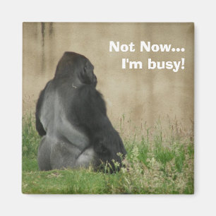 Pas maintenant...Je suis occupé ! Magnet