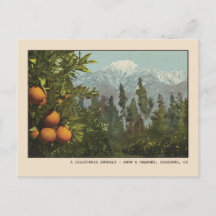 Pasadena Carte postale Neige et Orange Groves