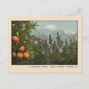Pasadena Carte postale Neige et Orange Groves
