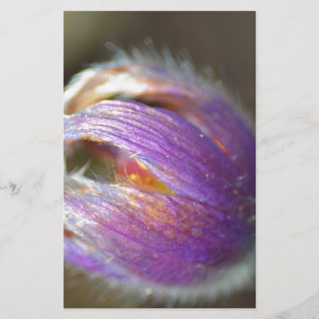 Pasque Flower Bud (Devant)