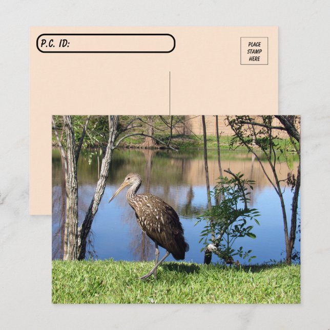 Passage à niveau - Limpkin sur la carte postale du (Devant / Derrière)