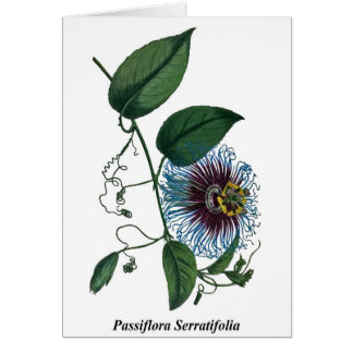 Passiflore Serratifolia