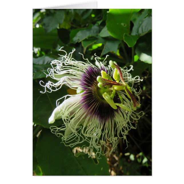 Passionfruit (Devant)
