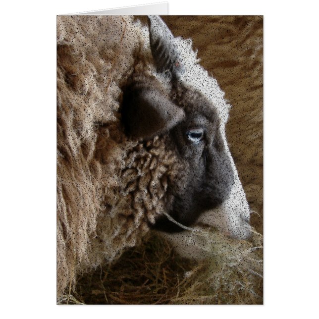 Patchwork Amy (Devant)