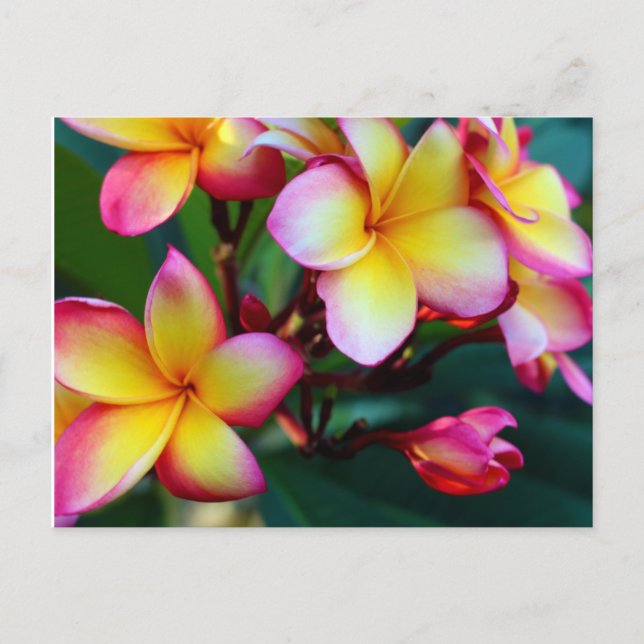 patriciapotluck plumeria carte postale (Devant)