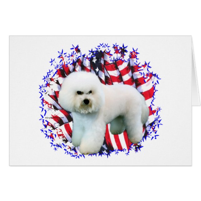 Patriote de Bichon Frise (Devant horizontal)