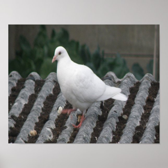 Pattes de pigeon - Impression de pigeon blanc (Devant)