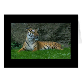 Pattes de tigre