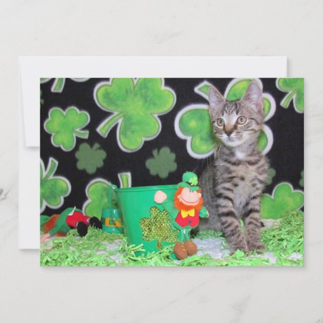 Patton's St. Patrick's Day Chat/ Kitten - Carte Pl (Devant)