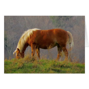 Pâturage à cheval unique