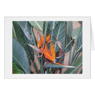 Paul McGehee "Bird of Paradise" Card