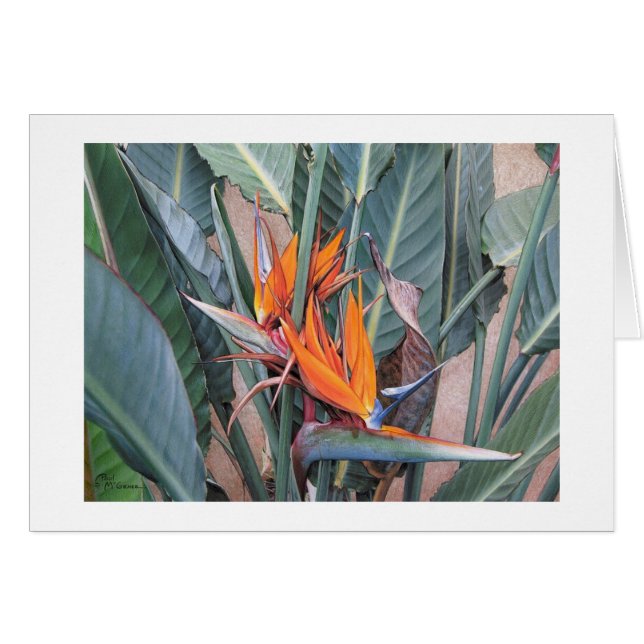 Paul McGehee "Bird of Paradise" Card (Devant Horizontal)