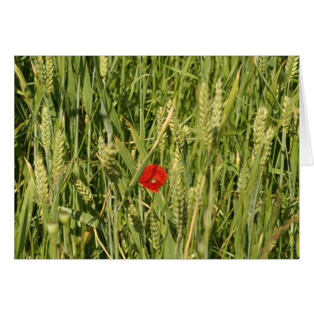 pavot à cornfield (Devant horizontal)