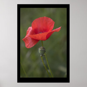 Pavot. Affiche par le cARTerART