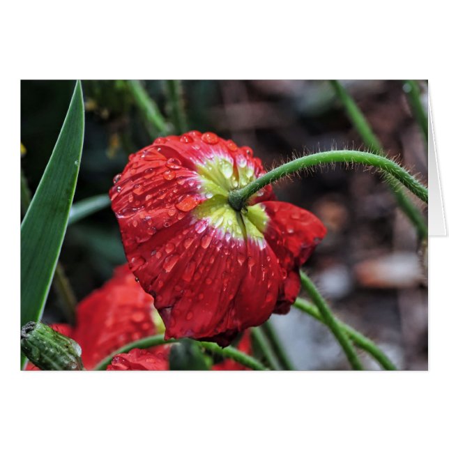 Pavot avec Raindrops (Devant Horizontal)