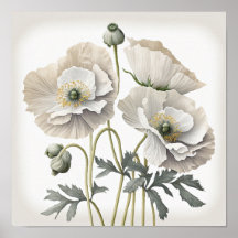 Pavot blanc Fleurs Art Imprimer Poster