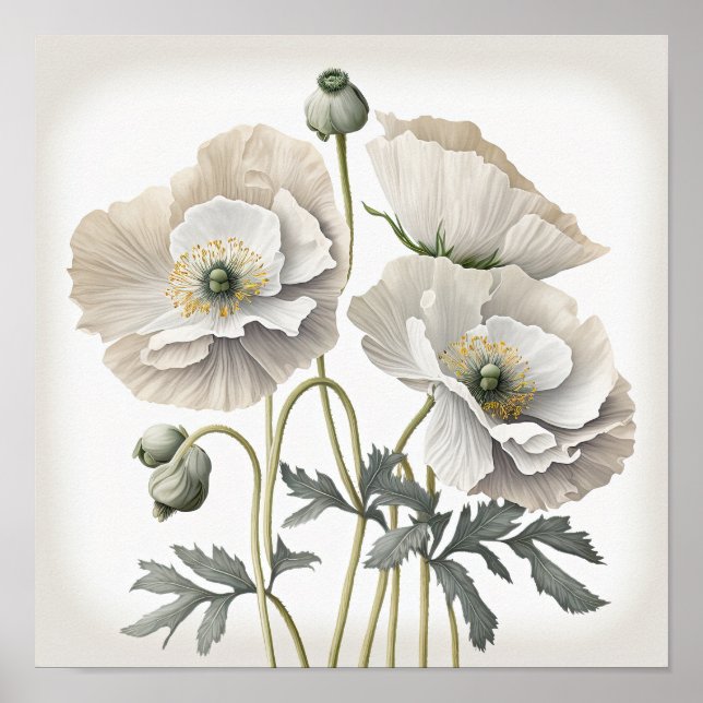 Pavot blanc Fleurs Art Imprimer Poster (Devant)