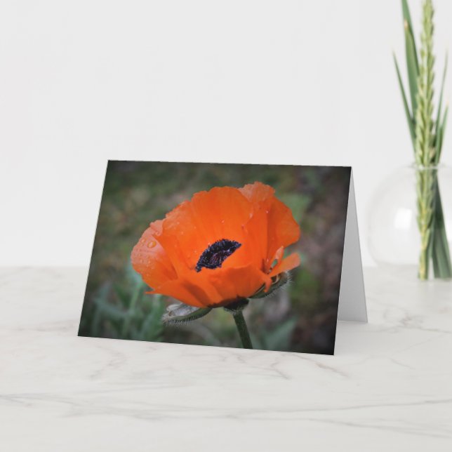 Pavot, carte (Devant)