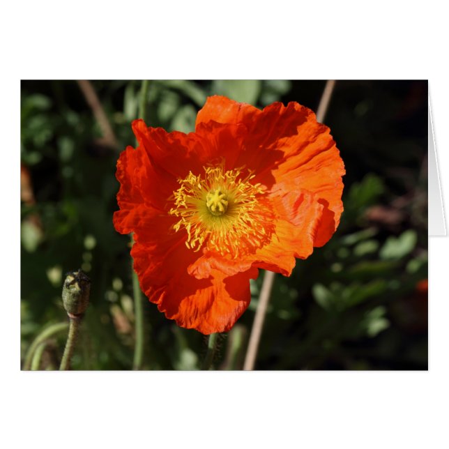Pavot gallois (orange) (Devant horizontal)