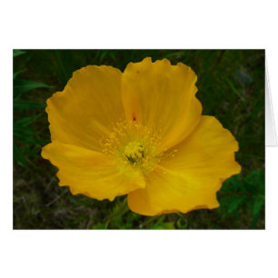Pavot jaune Fleur sauvage de l'Alaska Floral