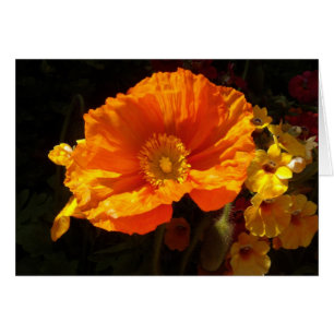 Pavot Orange