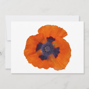 Pavot orange écarlate 1