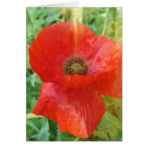 Pavot rouge à fuites légères