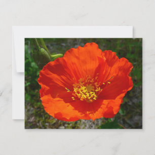 Pavot rouge de l'Alaska Fleur colorée