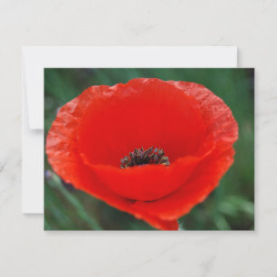 Pavot rouge et sens