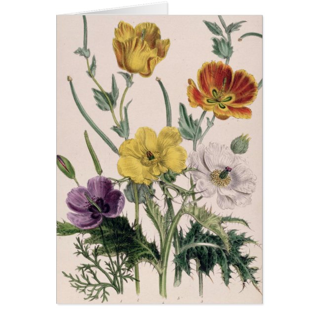 Pavots et anémones (Devant)