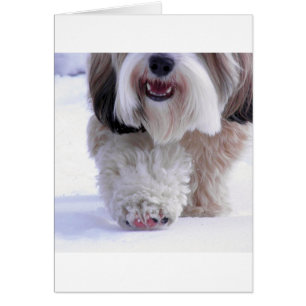 Paw À Neige Tibétain Fluffy Cute