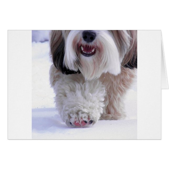 Paw À Neige Tibétain Fluffy Cute (Devant horizontal)