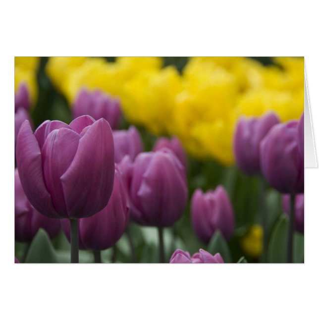 Pays-Bas aka Hollande), Lisse. Keukenhof 10 (Devant horizontal)
