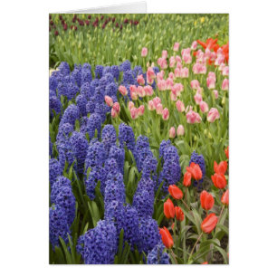 Pays-Bas aka Hollande), Lisse. Keukenhof 2