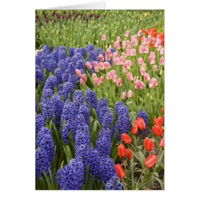 Pays-Bas aka Hollande), Lisse. Keukenhof 2 (Devant)