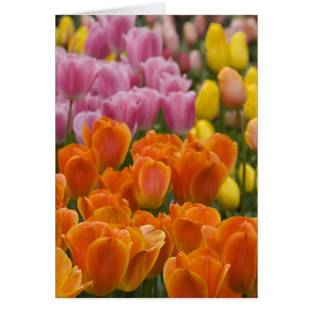 Pays-Bas aka Hollande), Lisse. Keukenhof 4 (Devant)