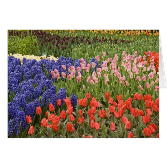 Pays-Bas aka Hollande), Lisse. Keukenhof 8 (Devant horizontal)