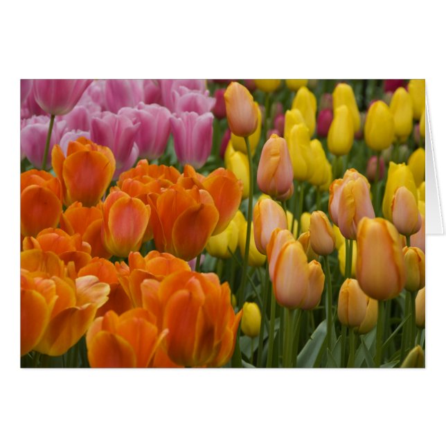 Pays-Bas aka Hollande), Lisse. Keukenhof 9 (Devant horizontal)