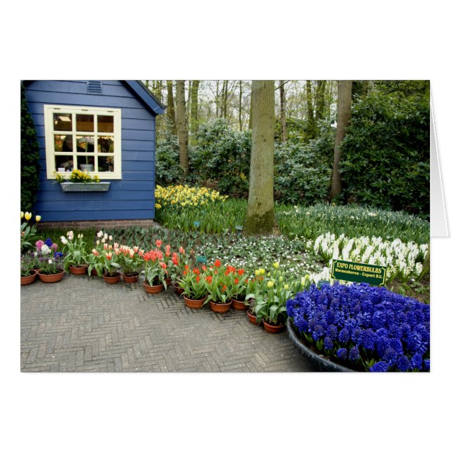 Pays-Bas alias Hollande), Lisse. Keukenhof 11 (Devant horizontal)