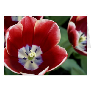 Pays-Bas (aussi appelé Hollande), Lisse. Keukenhof