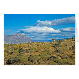 Pays de Guanaco, Patagonia