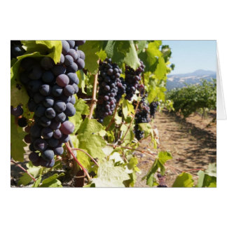 Pays vinicole de Californie