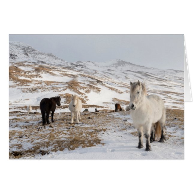 Paysage avec des chevaux islandais (Devant horizontal)